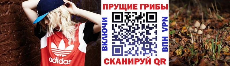Купить закладки Краснообск Псилоцибиновые грибы MAGIC MUSHROOMS